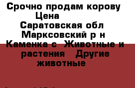Срочно продам корову › Цена ­ 55 000 - Саратовская обл., Марксовский р-н, Каменка с. Животные и растения » Другие животные   